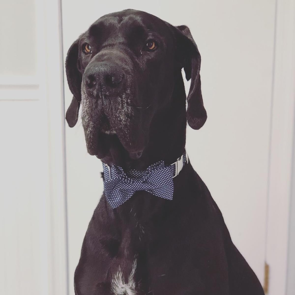 Boy Dog Collar with Bowtie, Comfortable Adjustable Cute Navy Blue Bow Tie Collar for Male Dogs Gift, Xlarge, Neck 16 - 26 Inches - FurrrBabies & More! - 711181719604