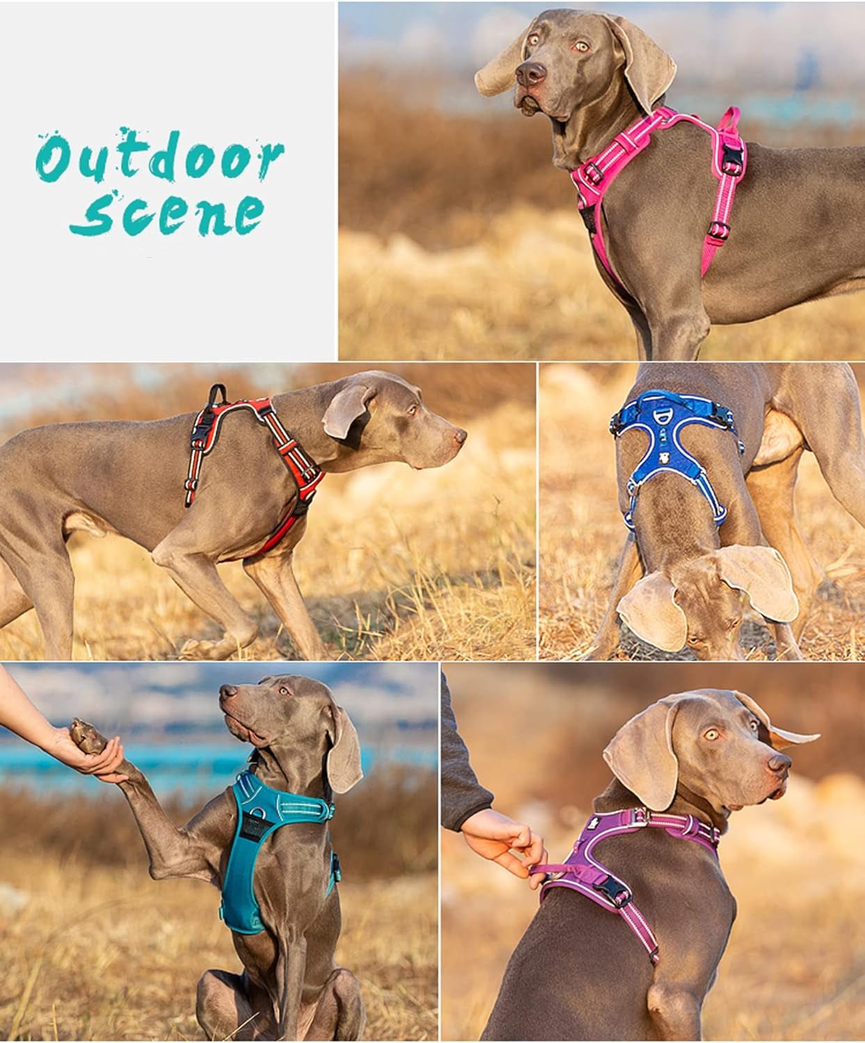 Dog Harness No Pull Nylon Reflective Pet Harness Adjustable Comfortable Control Step - In Brilliant Colors Truelove TLH56512 XS - FurrrBabies & More! - 313024467422