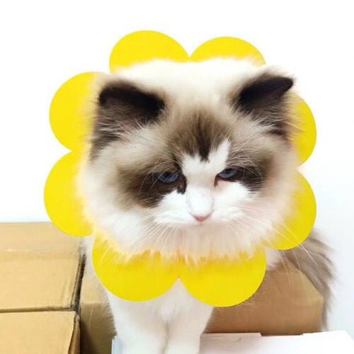Sunflowers Anti Bite Healing Wound Pet Collar Cone Supplies - FurrrBabies & More! - Outfits for pets