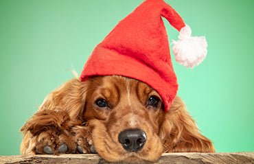 8 Tips for taking the perfect photo of your pet - FurrrBabies & More!