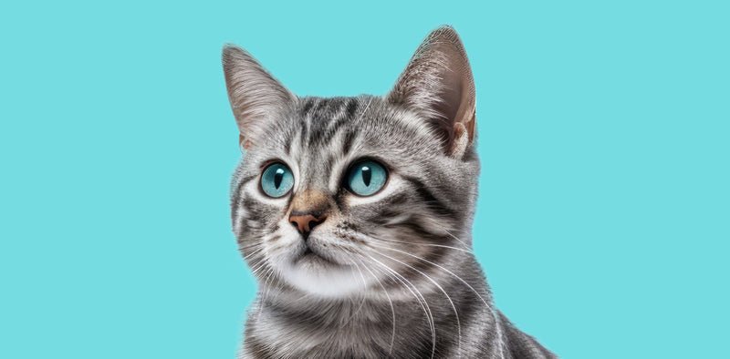 Deciphering your cat’s language - FurrrBabies & More!