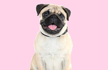 Easy ways to teach your dog tricks - FurrrBabies & More!