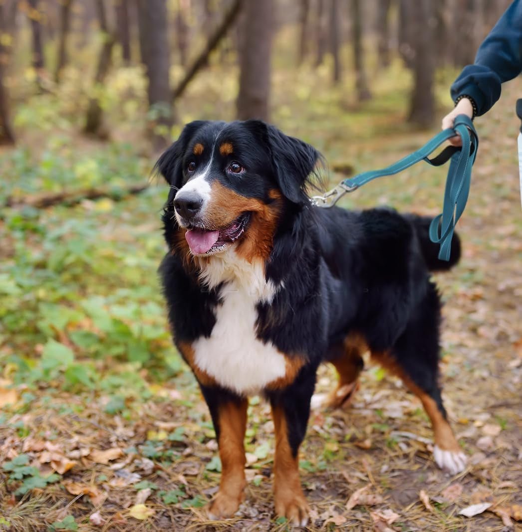 5FT 1IN Strong Blue Dog Leash with 2 Padded Handles, Traffic Handle Extra Control, Comfortable Soft Dual Handle, Auto Lock Hook, Reflective Walking Lead for Small Medium and Large Dogs - FurrrBabies & More! - 313032029056