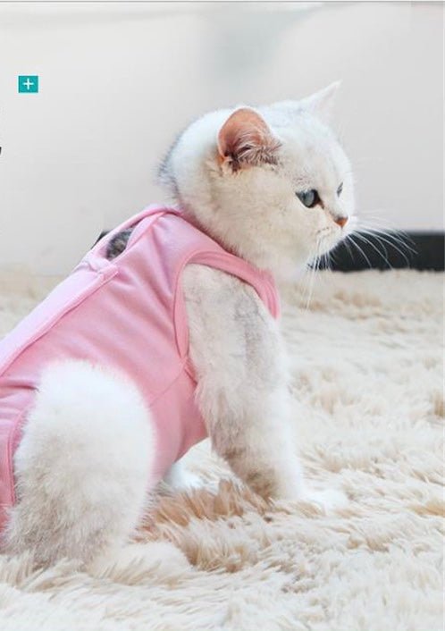 After spay surgery clothes for pet - FurrrBabies & More! - Outfits for pets