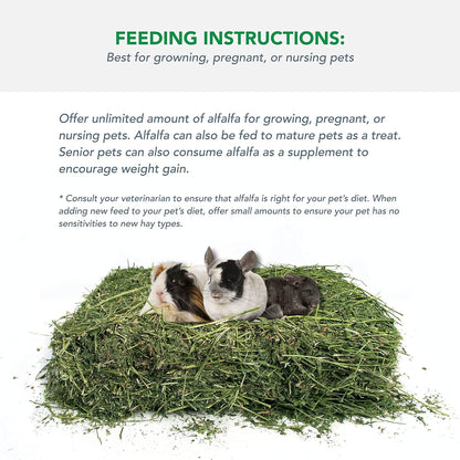 Alfalfa Hay for Rabbits & Small Pets, 10 Lbs - FurrrBabies & More! - 313101539592