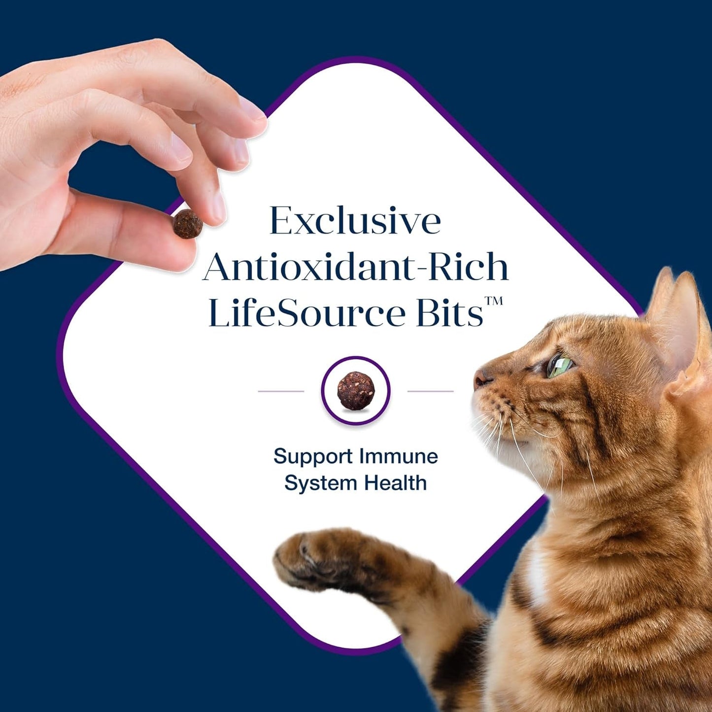Basics Grain - Free Dry Cat Food, Skin & Stomach Care, Limited Ingredient Diet for Indoor Cats, Turkey & Potato Recipe, 11 - Lb. Bag - FurrrBabies & More! - 313023148100
