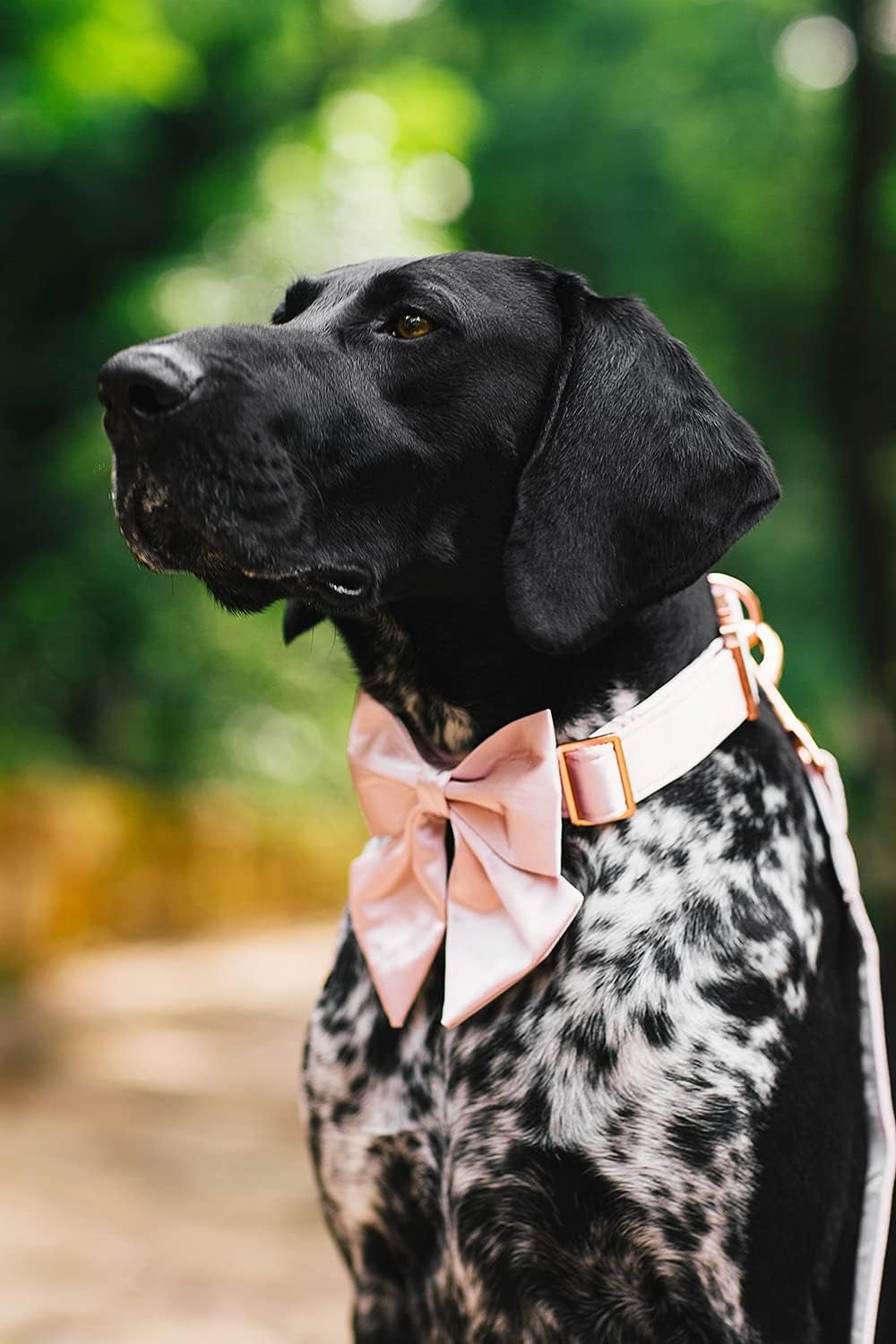 Bowtie Dog Collar - Comfortable Silk Dog Collar with Detachable Bow Tie for Small Dogs, Neck 10 - 16 Inches - FurrrBabies & More! - 313042530535