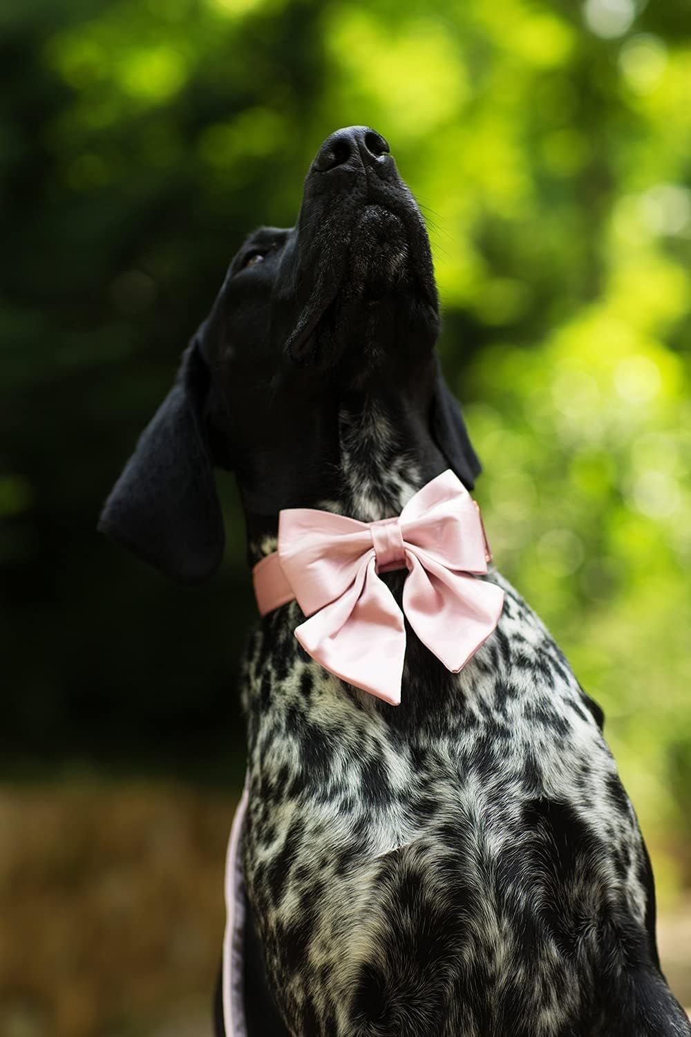 Bowtie Dog Collar - Comfortable Silk Dog Collar with Detachable Bow Tie for Small Dogs, Neck 10 - 16 Inches - FurrrBabies & More! - 313042530535