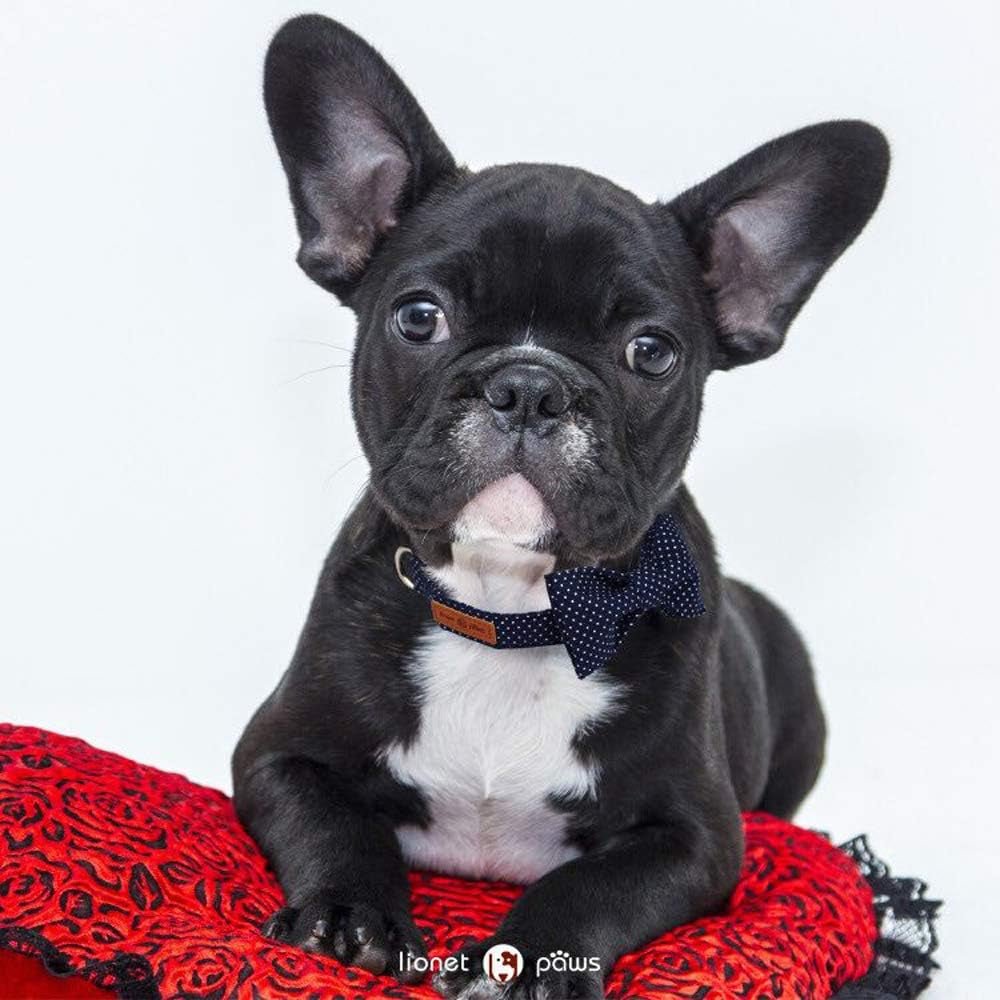 Boy Dog Collar with Bowtie, Comfortable Adjustable Cute Navy Blue Bow Tie Collar for Male Dogs Gift, Xlarge, Neck 16 - 26 Inches - FurrrBabies & More! - 711181719604