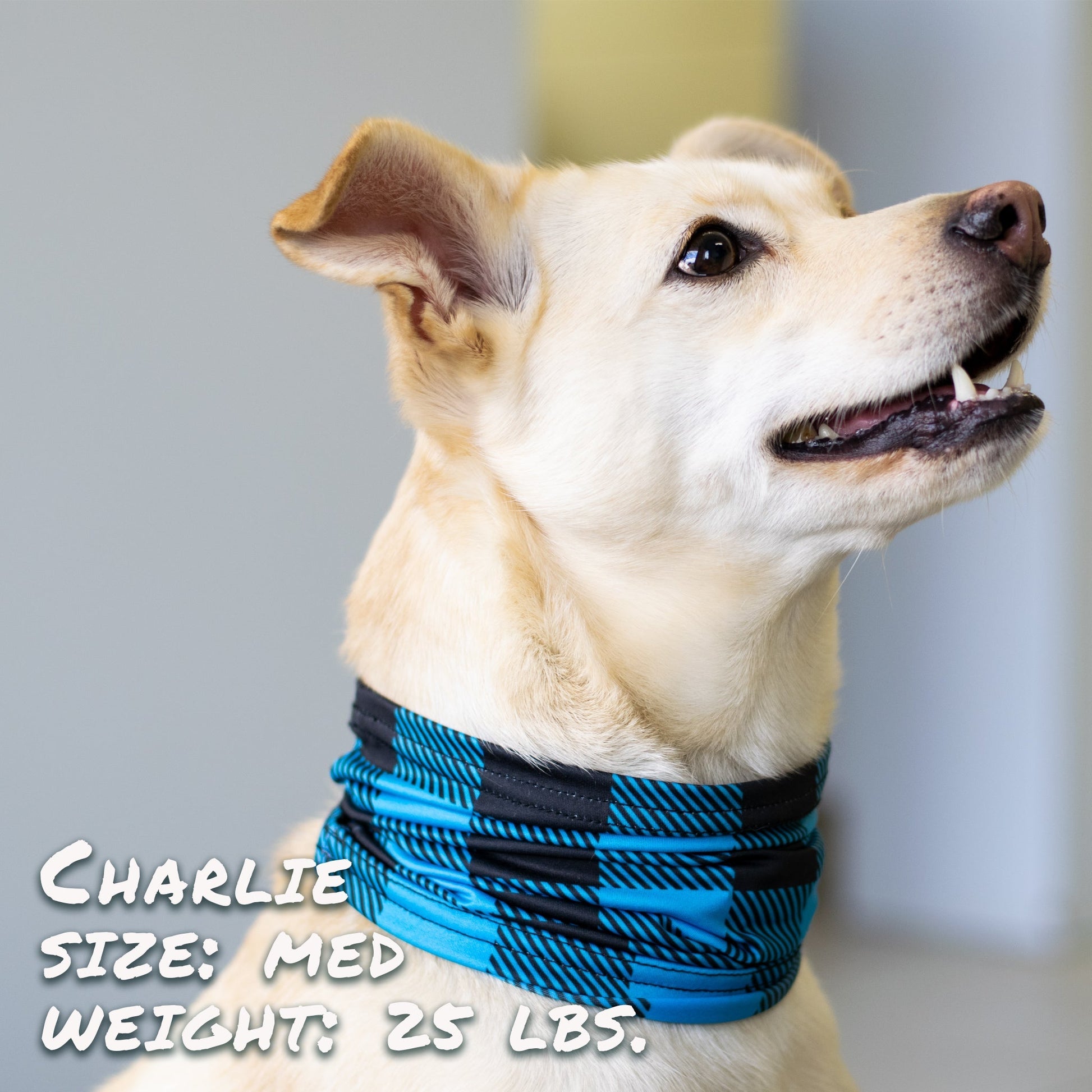 Buffalo Plaid Blue Pup Scruff - FurrrBabies & More! - Pup Scruff