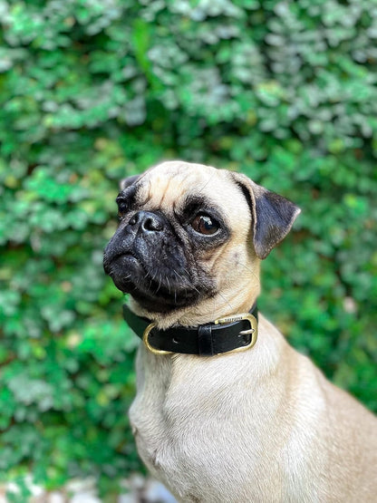 Classic Heavy Duty Dog Collar | 10X Stronger than Leather | 100% Waterproof & Odor Proof Dog Collar | Tough Rust - Proof All Metal Hardware - FurrrBabies & More! - 705353742149