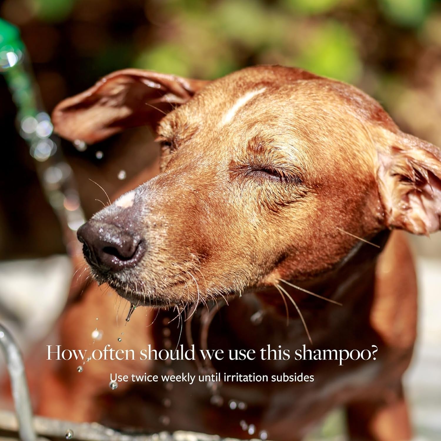Clinical Care Antiseptic and Antifungal Medicated Shampoo for Dogs & Cats, 16 Fl Oz – Helps Alleviate Scaly, Greasy, Red Skin – Paraben, Dye, Soap - Free (1 Pack) - FurrrBabies & More! - 313055273276