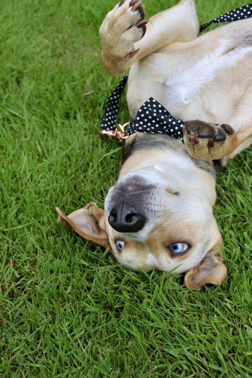 Cotton Dog Collar with Bow Puppy Collar with Black White round Dot for Small Medium Large Boys Girls Dogs - FurrrBabies & More! - 313024927919