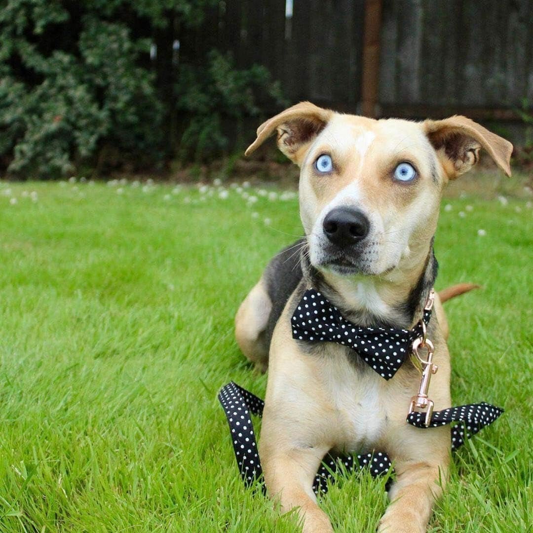 Cotton Dog Collar with Bow Puppy Collar with Black White round Dot for Small Medium Large Boys Girls Dogs - FurrrBabies & More! - 313024927919