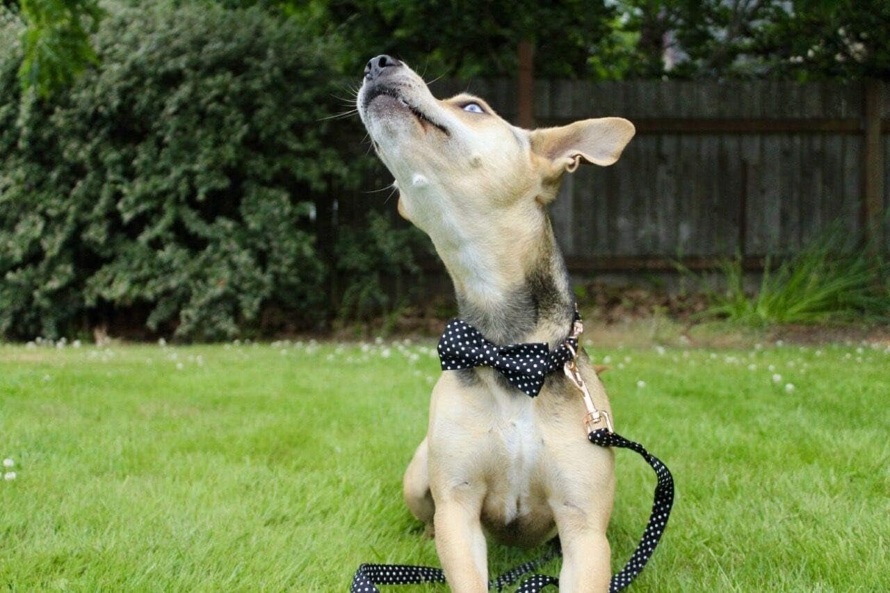 Cotton Dog Collar with Bow Puppy Collar with Black White round Dot for Small Medium Large Boys Girls Dogs - FurrrBabies & More! - 313024927919
