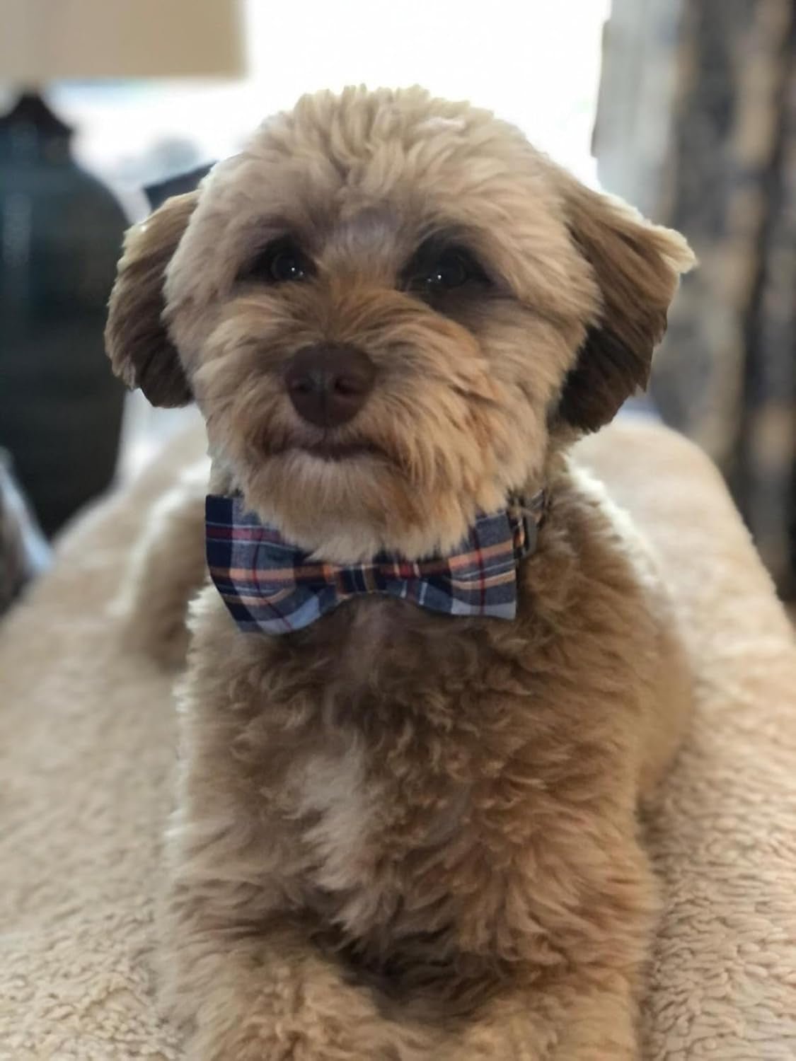 Dog and Cat Collar with Bowtie Grid Collar Plastic Buckle Light Adjustable Collars for Small Medium Large Dogs - FurrrBabies & More! - 313053767746