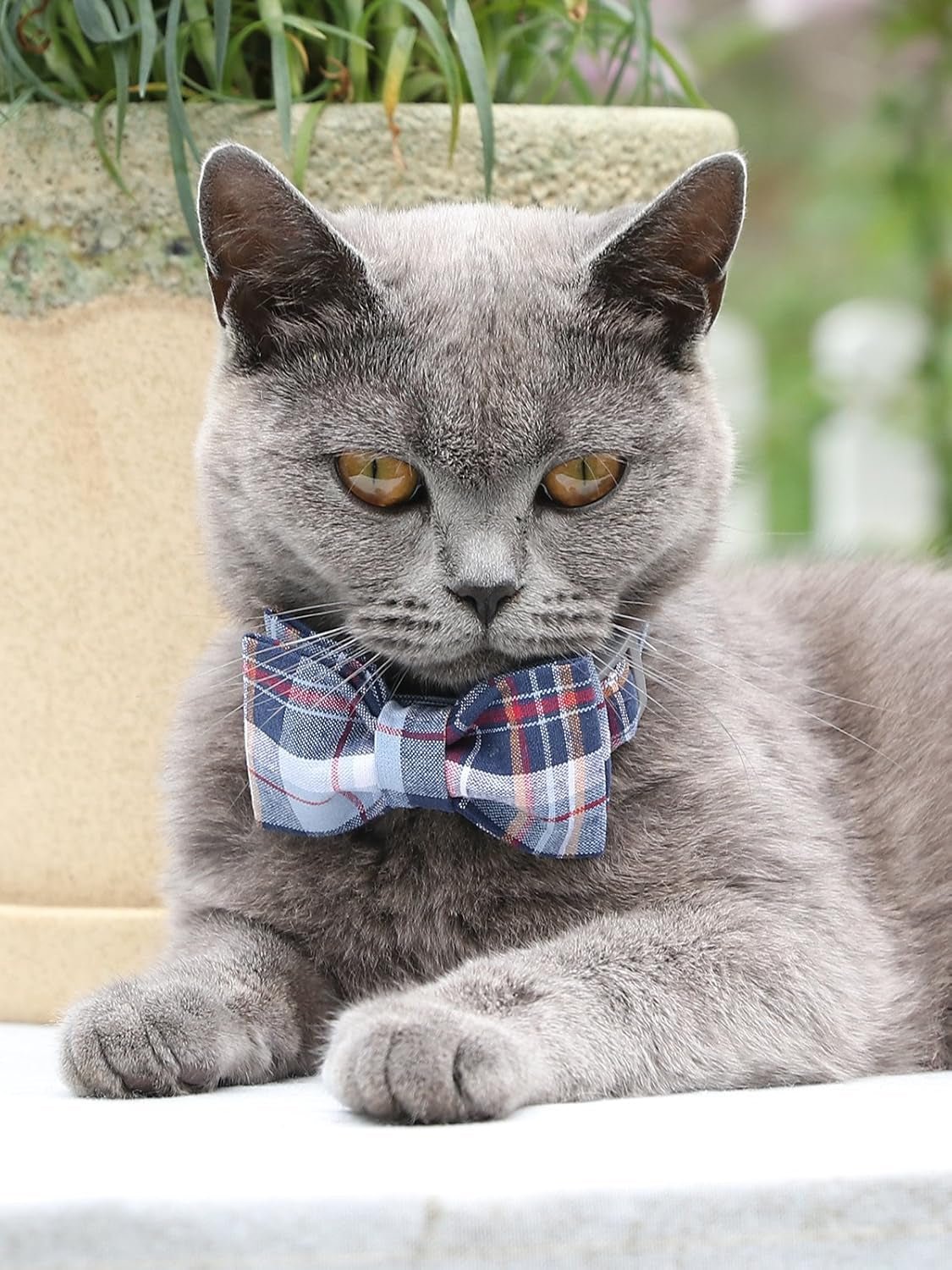 Dog and Cat Collar with Bowtie Grid Collar Plastic Buckle Light Adjustable Collars for Small Medium Large Dogs - FurrrBabies & More! - 313053767746