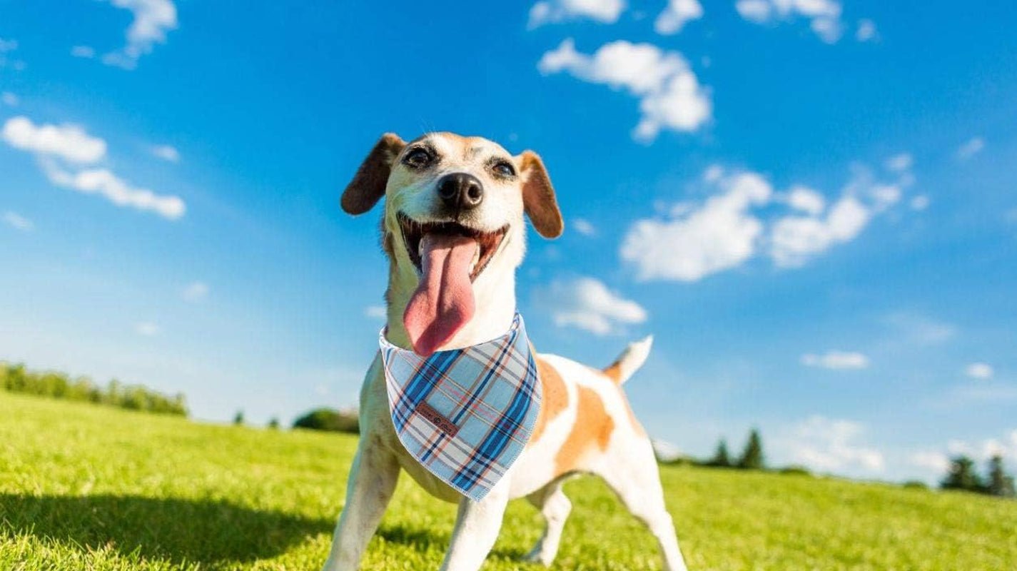 Dog Bandana for Small Medium Large Dogs, Cat Kerchief Blue Plaid, Triangle Bibs Scarf for Girl or Boy - FurrrBabies & More! - 313042194119