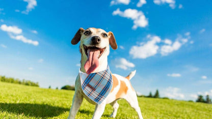 Dog Bandana for Small Medium Large Dogs, Cat Kerchief Blue Plaid, Triangle Bibs Scarf for Girl or Boy - FurrrBabies & More! - 313042194119