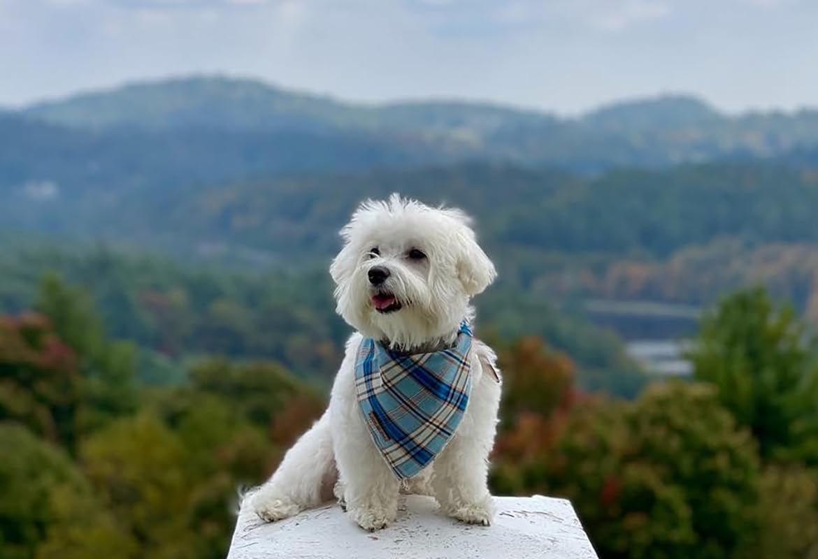 Dog Bandana for Small Medium Large Dogs, Cat Kerchief Blue Plaid, Triangle Bibs Scarf for Girl or Boy - FurrrBabies & More! - 313042194119