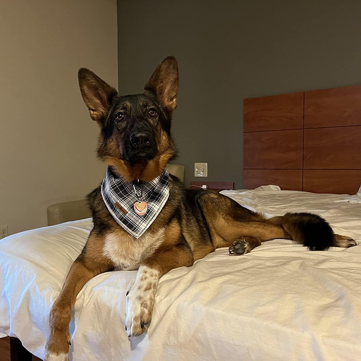 Dog Bandana Washable Cotton Handkerchief Scarf Triangle Bandana for Small Medium Large Dogs Black Grid - FurrrBabies & More! - 744759517333