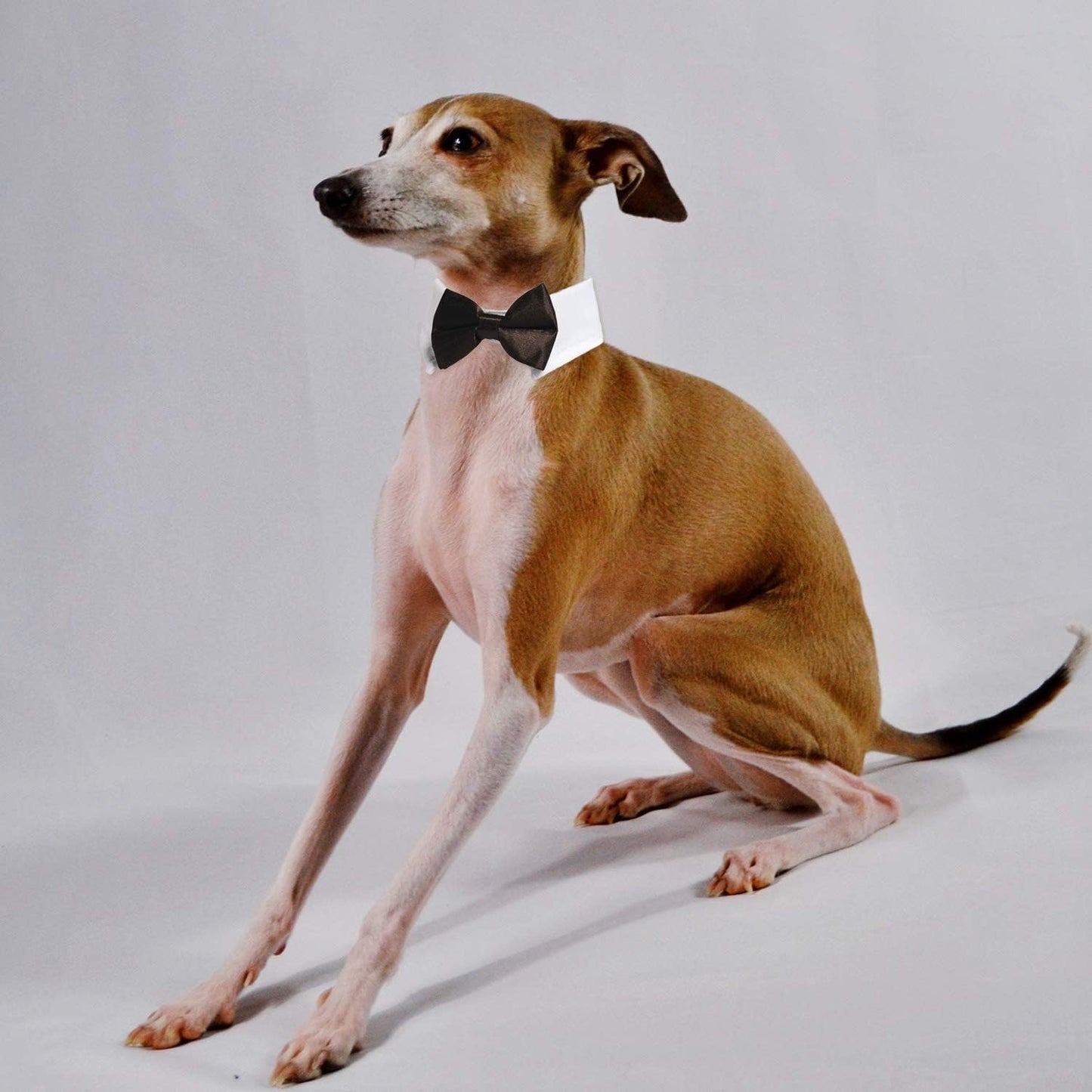 Dog Bow Tie, Pet Bowtie Collar Black, Adjustable White Pet Tuxedo Collar with Black Dog Neck Bow Tie for Medium Large Boy Dogs Wedding Formal Tuxedo Suit Tux Outfits Birthday Costumes - FurrrBabies & More! - 7445029051078