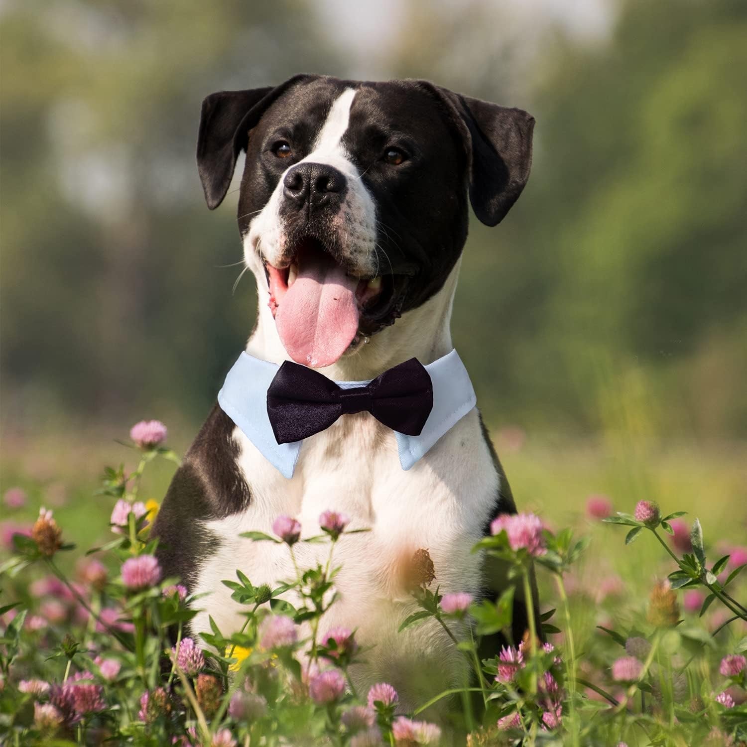 Dog Bow Tie, Pet Bowtie Collar Black, Adjustable White Pet Tuxedo Collar with Black Dog Neck Bow Tie for Medium Large Boy Dogs Wedding Formal Tuxedo Suit Tux Outfits Birthday Costumes - FurrrBabies & More! - 7445029051078