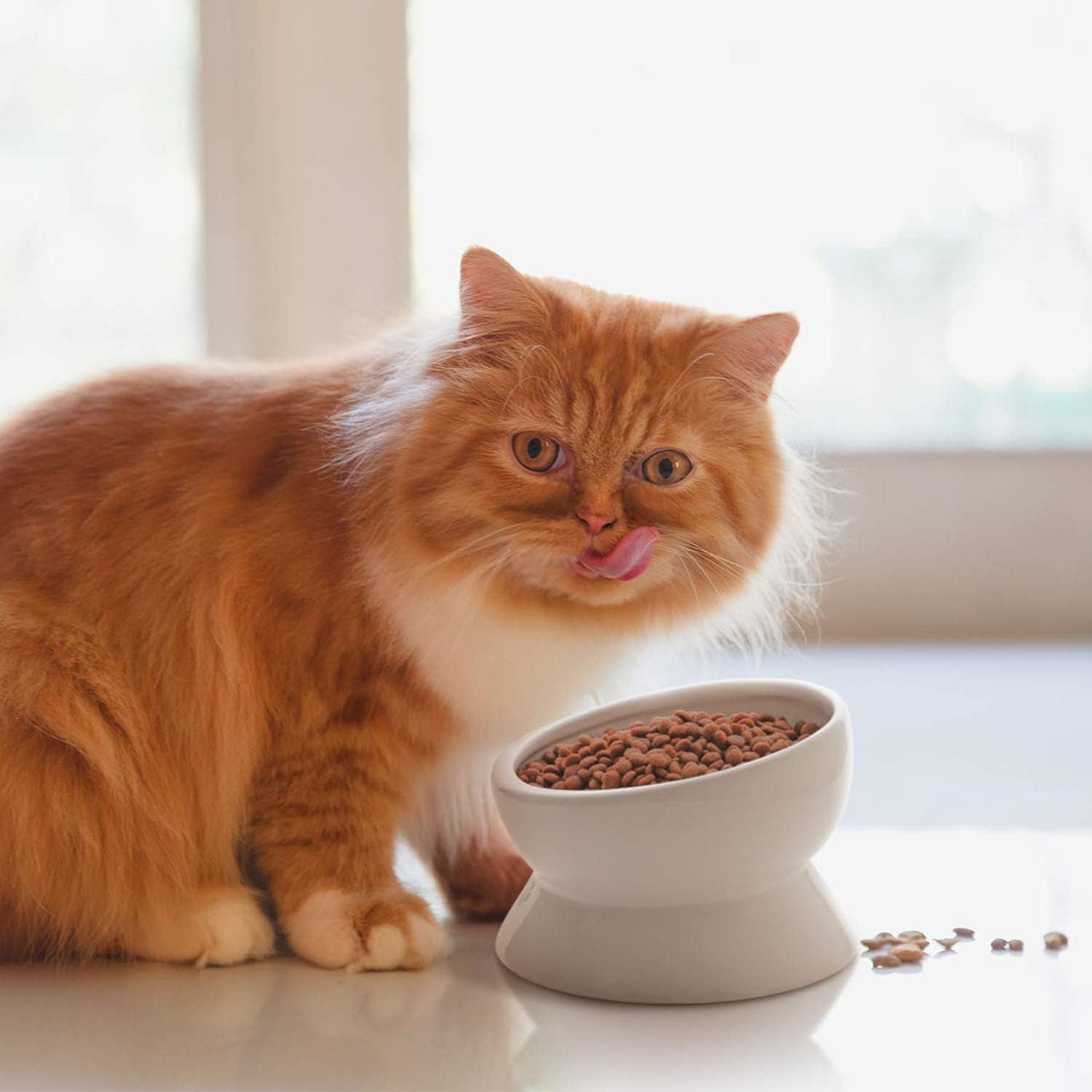 Elevated Cat Food Bowl, Raised Food and Water Bowl for Cat and Small Dog, Tilted Ceramic Water Bowls No Spill,15Oz, Dishwasher Safe - FurrrBabies & More! - 744110355390