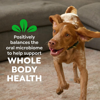 Greenies Veterinarian - Recommended Adult Natural Dental Dog Treats Large Size, Dog Dental Chews, Original Flavor, 54 Oz. Pack, 34 Count - FurrrBabies & More! - 7445015129163