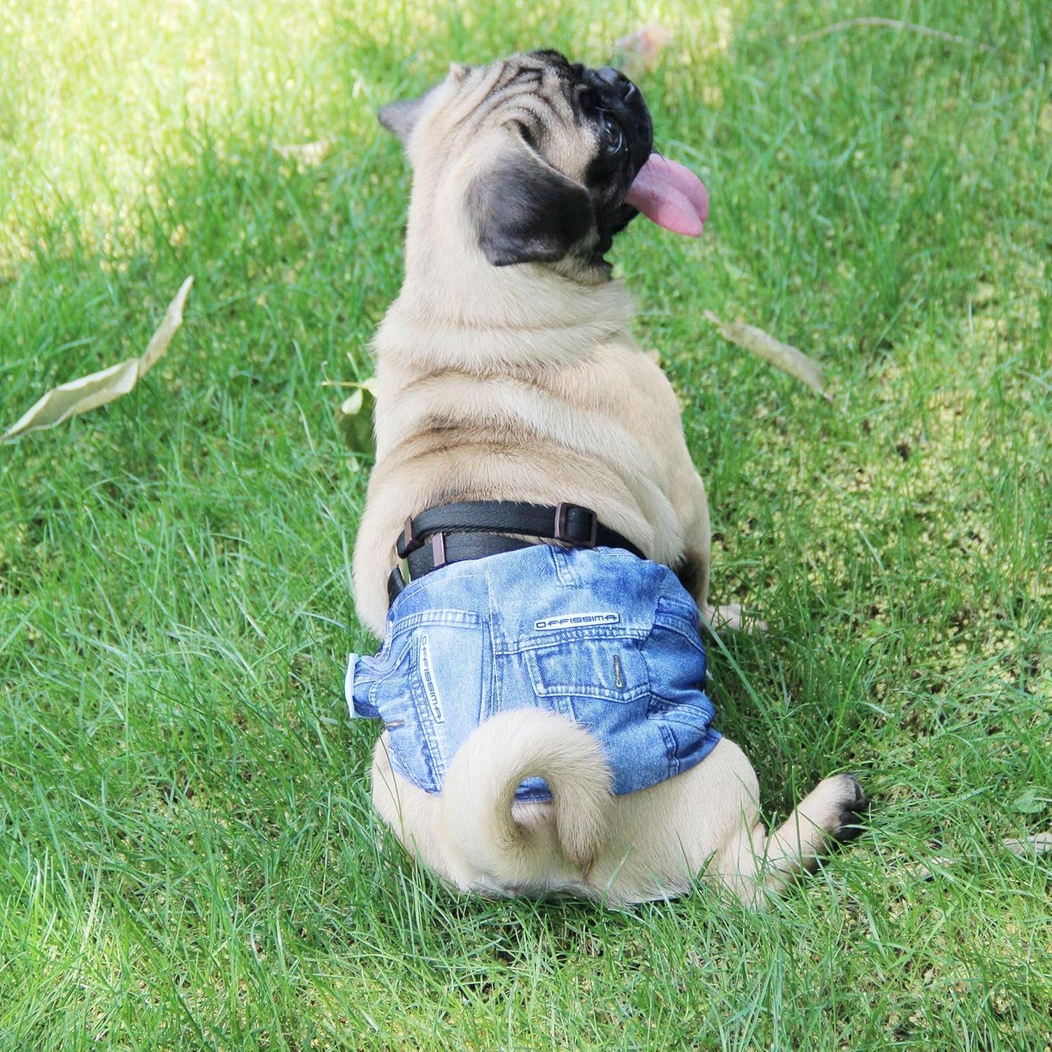 Jeans Washable Male Dog Diapers (Pack of 3) - Washable Male Dog Belly Wrap (Medium) - FurrrBabies & More! - 705353040498