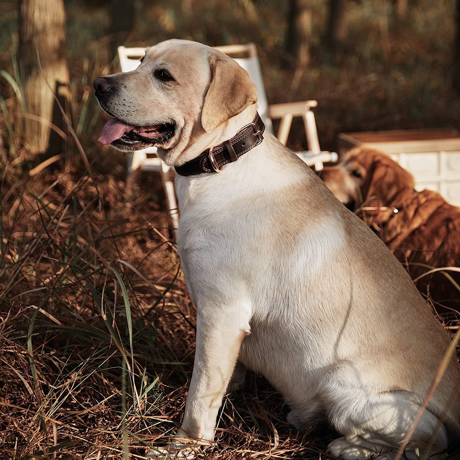 Leather Dog Collar, Heavy Duty Wide Dog Collar for Small,Medium,Large and Extra Large Dogs (M: 1" Wide for 15.2" - 19.2" Neck, Dual Stitch - Brown) - FurrrBabies & More! - 7445009213243