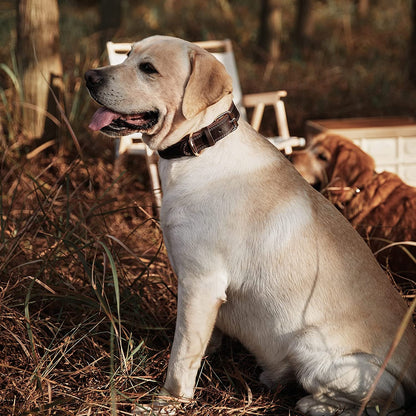 Leather Dog Collar, Heavy Duty Wide Dog Collar for Small,Medium,Large and Extra Large Dogs (M: 1" Wide for 15.2" - 19.2" Neck, Dual Stitch - Brown) - FurrrBabies & More! - 7445009213243