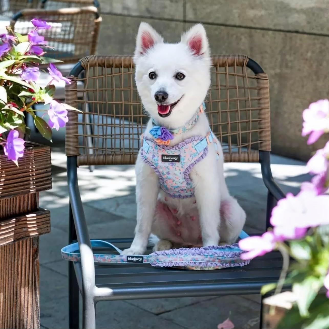 Made Well Lovely Floral Print Adjustable Dog Collar in Lavender with Detachable Flower Accessory, X - Small, Neck 7.5" - 10" - FurrrBabies & More! - 7445025491465