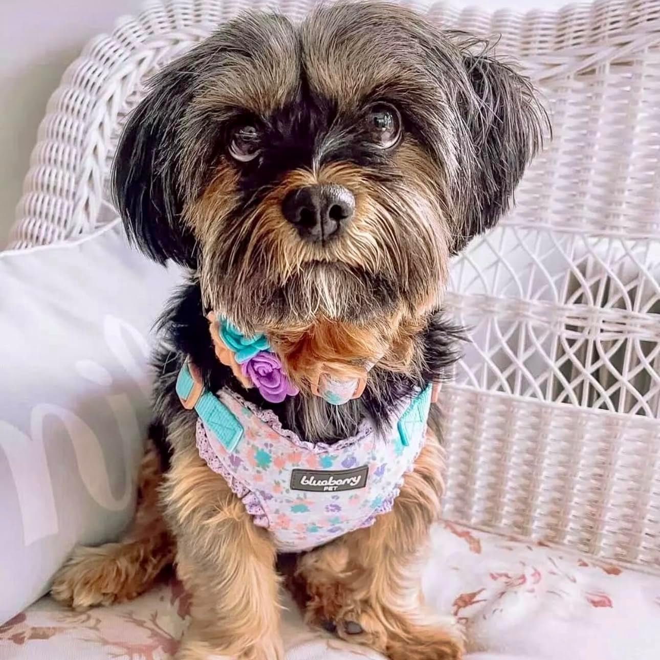 Made Well Lovely Floral Print Adjustable Dog Collar in Lavender with Detachable Flower Accessory, X - Small, Neck 7.5" - 10" - FurrrBabies & More! - 7445025491465
