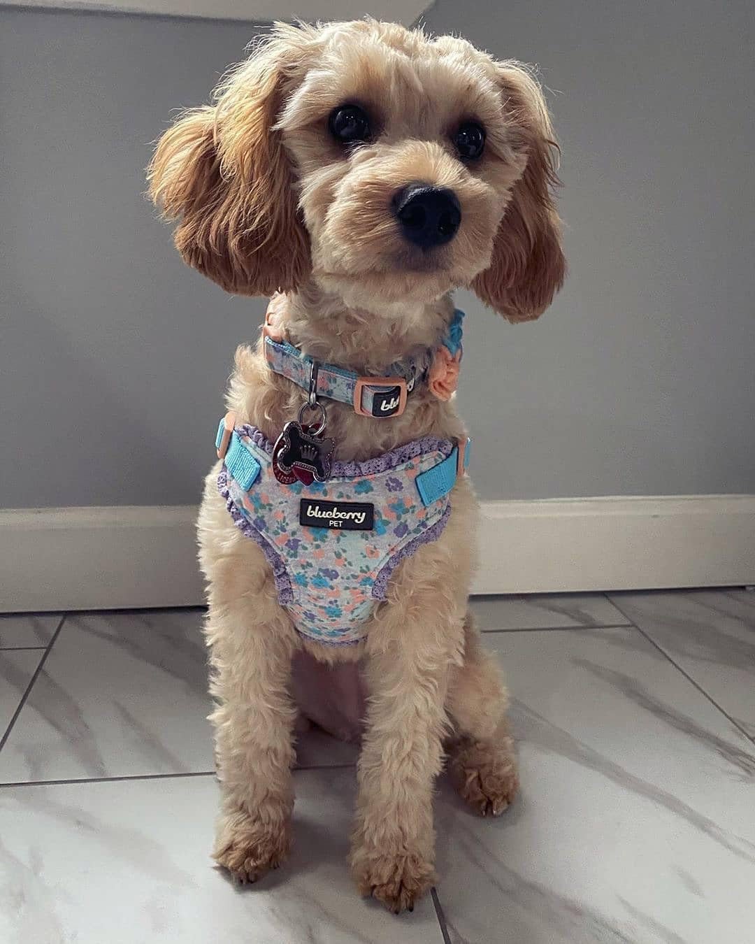 Made Well Lovely Floral Print Adjustable Dog Collar in Lavender with Detachable Flower Accessory, X - Small, Neck 7.5" - 10" - FurrrBabies & More! - 7445025491465