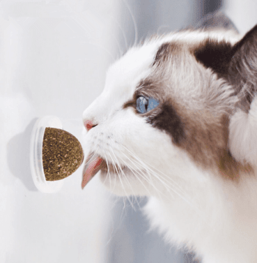 Minty Fun Catnip Ball Toy Set - Interactive Pet Supplies For Playful Cats - FurrrBabies & More! - Cat Toys