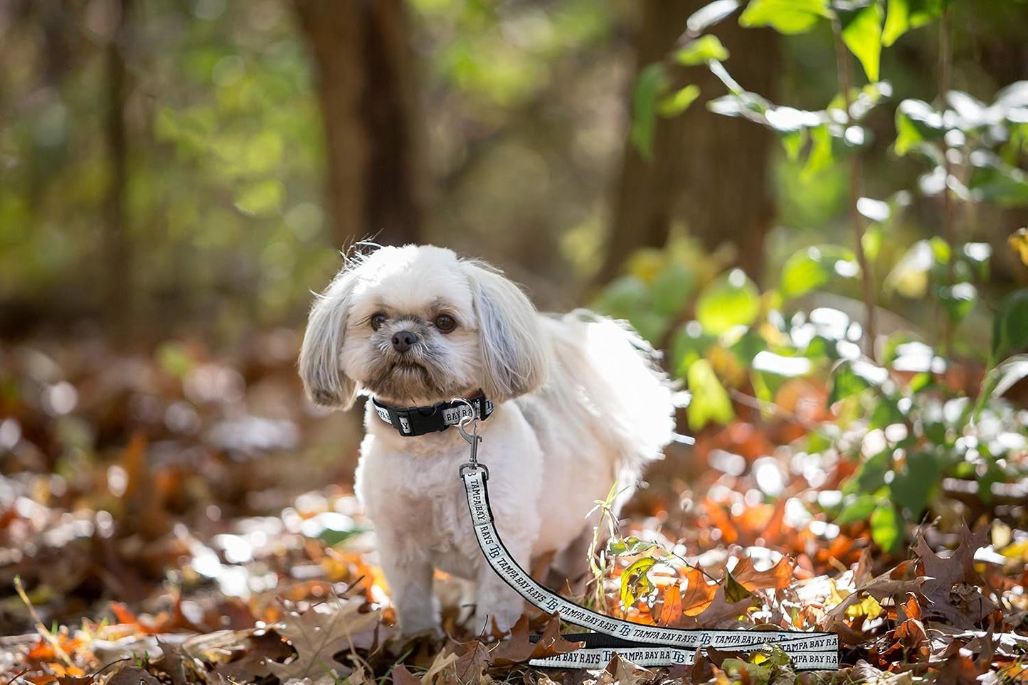 MLB PET Leash, Small, Tampa Bay Rays Dog Leash, Baseball Team Leash for Dogs & Cats. a Shiny & Colorful Dog & Cat Leash with Emboridered Team Name/Logo Licensed by the MLB - FurrrBabies & More! - 744110579055