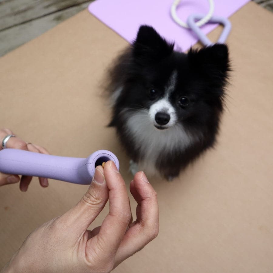 Pet Playtime Set - FurrrBabies & More! - Home & Kitchen