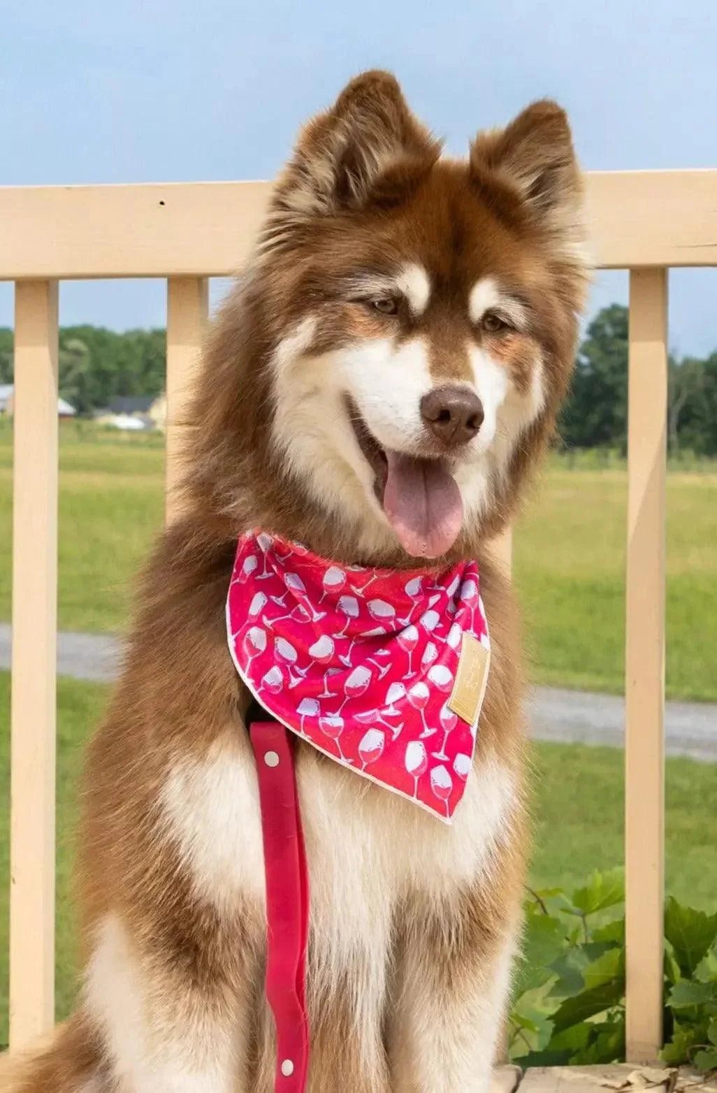 Red Mountain Syrah Dog Bandana - FurrrBabies & More! - 3531984192742bandana