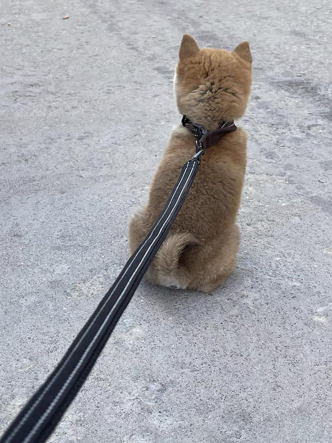 Reflective Dog Leash Puppy Walking Lead, Padded Pet Chain Rope，Length 200Cm Truelove Tll2111(Black,M) - FurrrBabies & More! - 313037586592