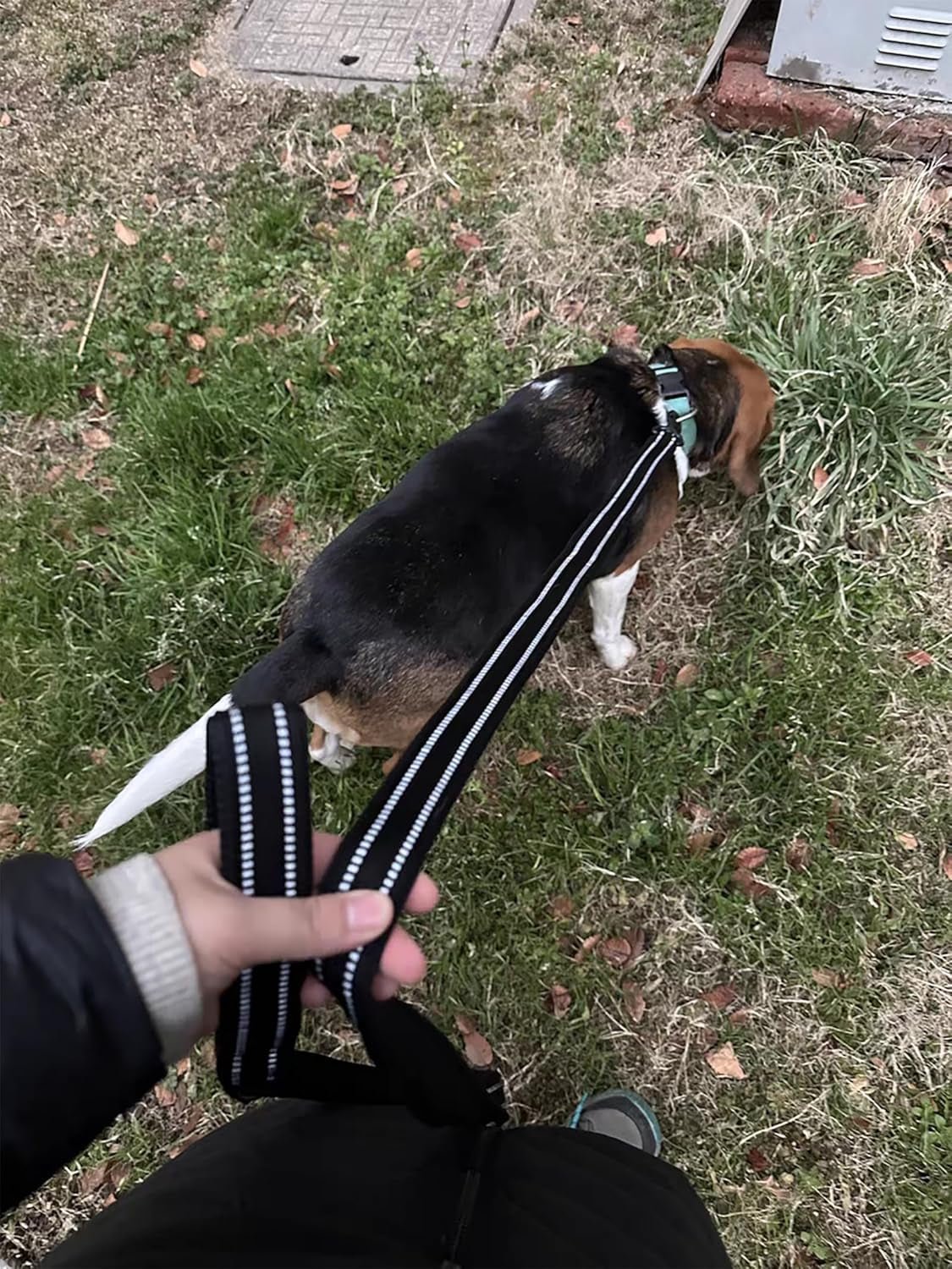 Reflective Dog Leash Puppy Walking Lead, Padded Pet Chain Rope，Length 200Cm Truelove Tll2111(Black,M) - FurrrBabies & More! - 313037586592