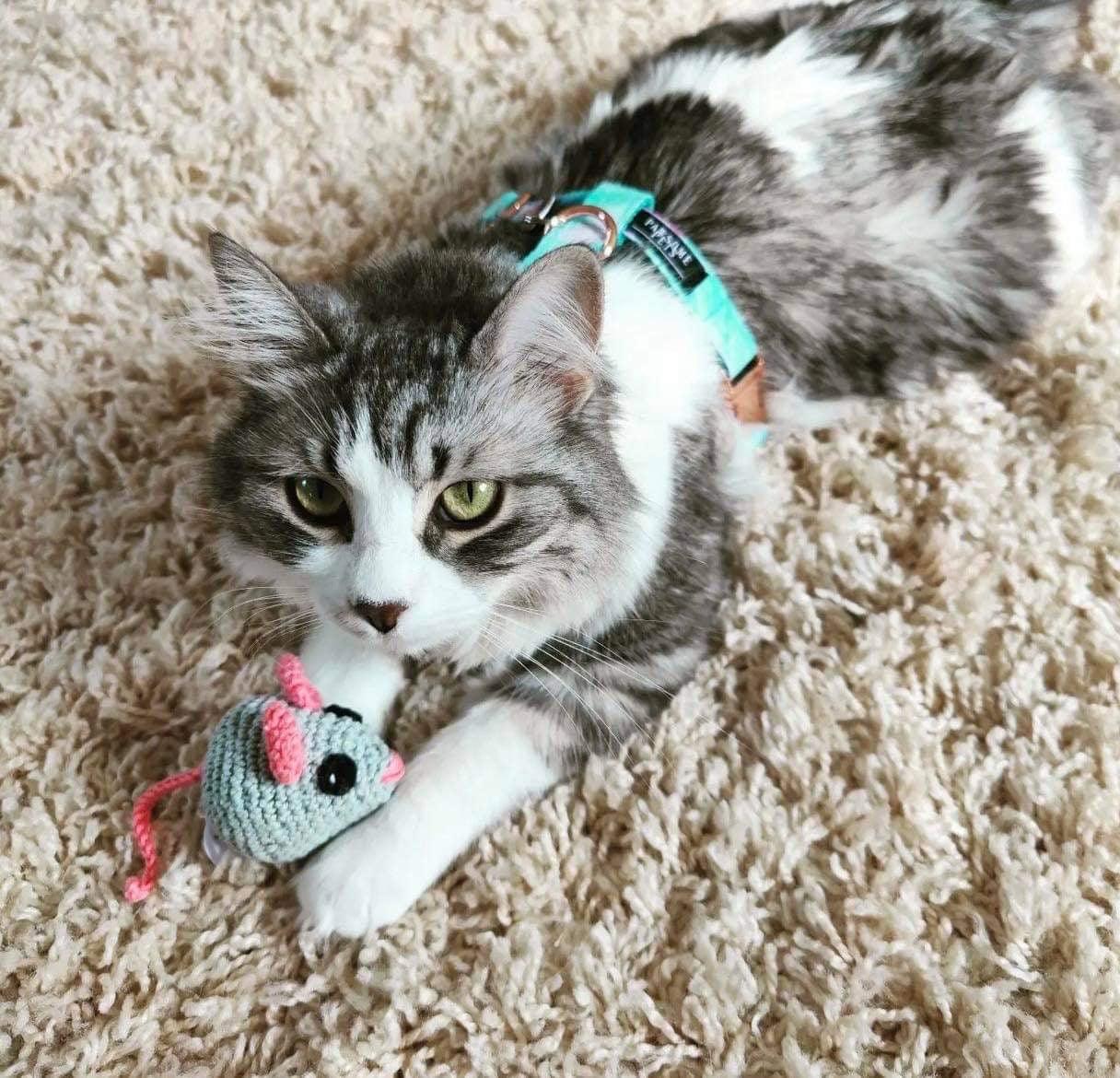 STEP IN BUNDLE - SKY (2 PIECES) - FurrrBabies & More! - rope leash
