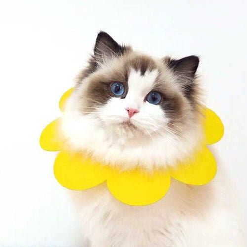 Sunflowers Anti Bite Healing Wound Pet Collar Cone Supplies - FurrrBabies & More! - Outfits for pets