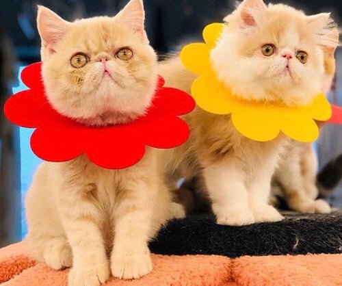 Sunflowers Anti Bite Healing Wound Pet Collar Cone Supplies - FurrrBabies & More! - Outfits for pets