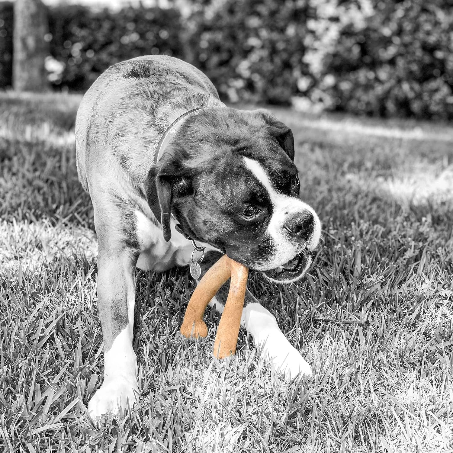 Wishbone Barkbone - Nylon Chew Toy for Aggressive Chewers - Peanut Butter Flavor - 5.38" - FurrrBabies & More! - 711181321784